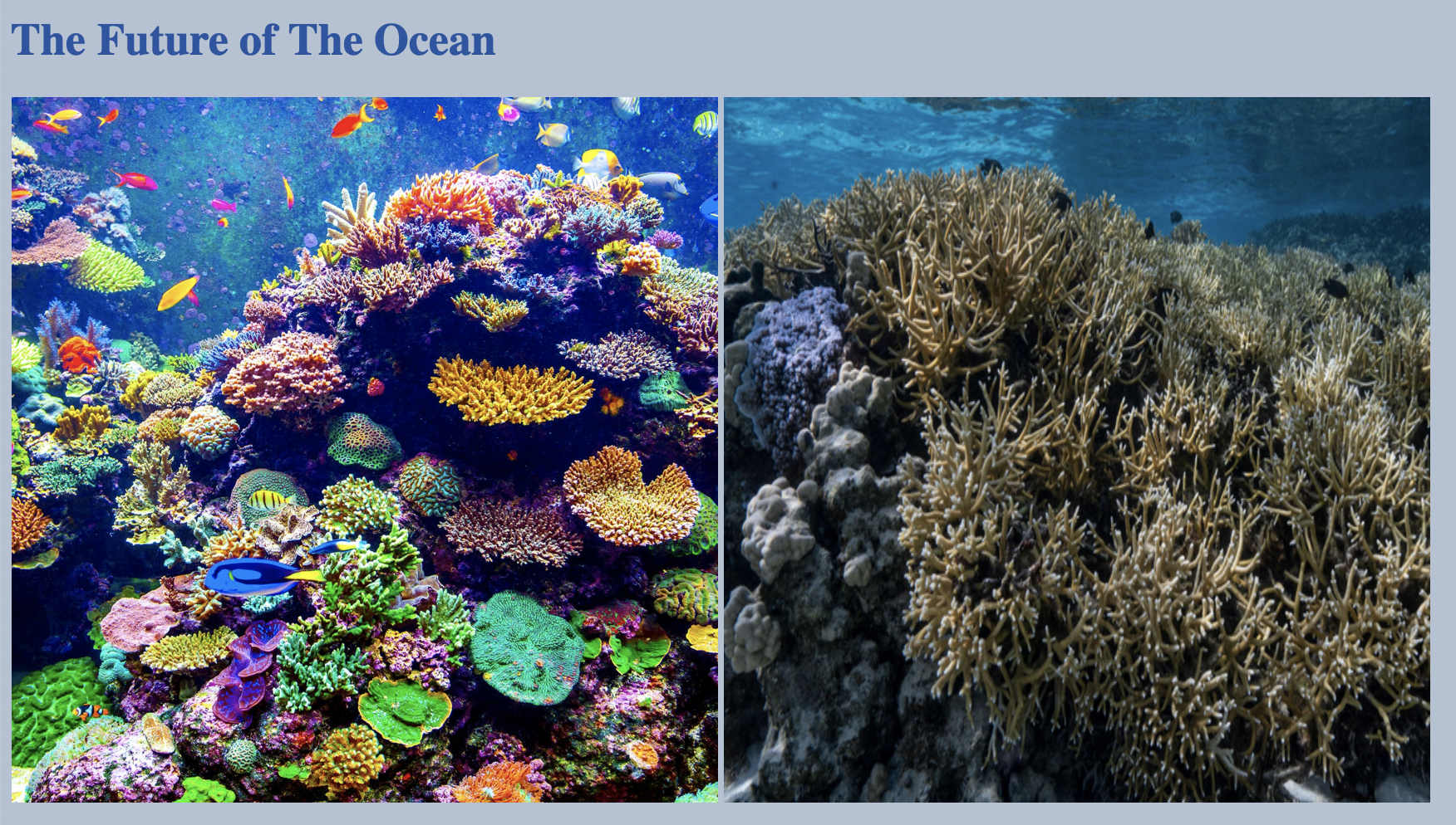 Screen shot of the Future of the Ocean website