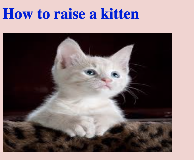 Screen shot of the How to Raise a Kitten website