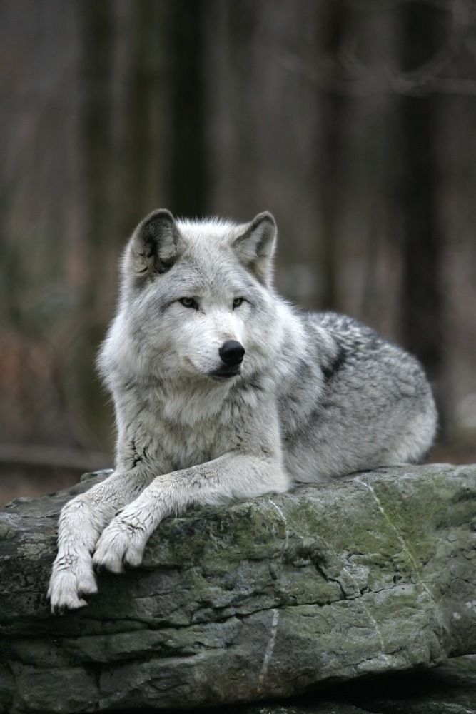 wolf image